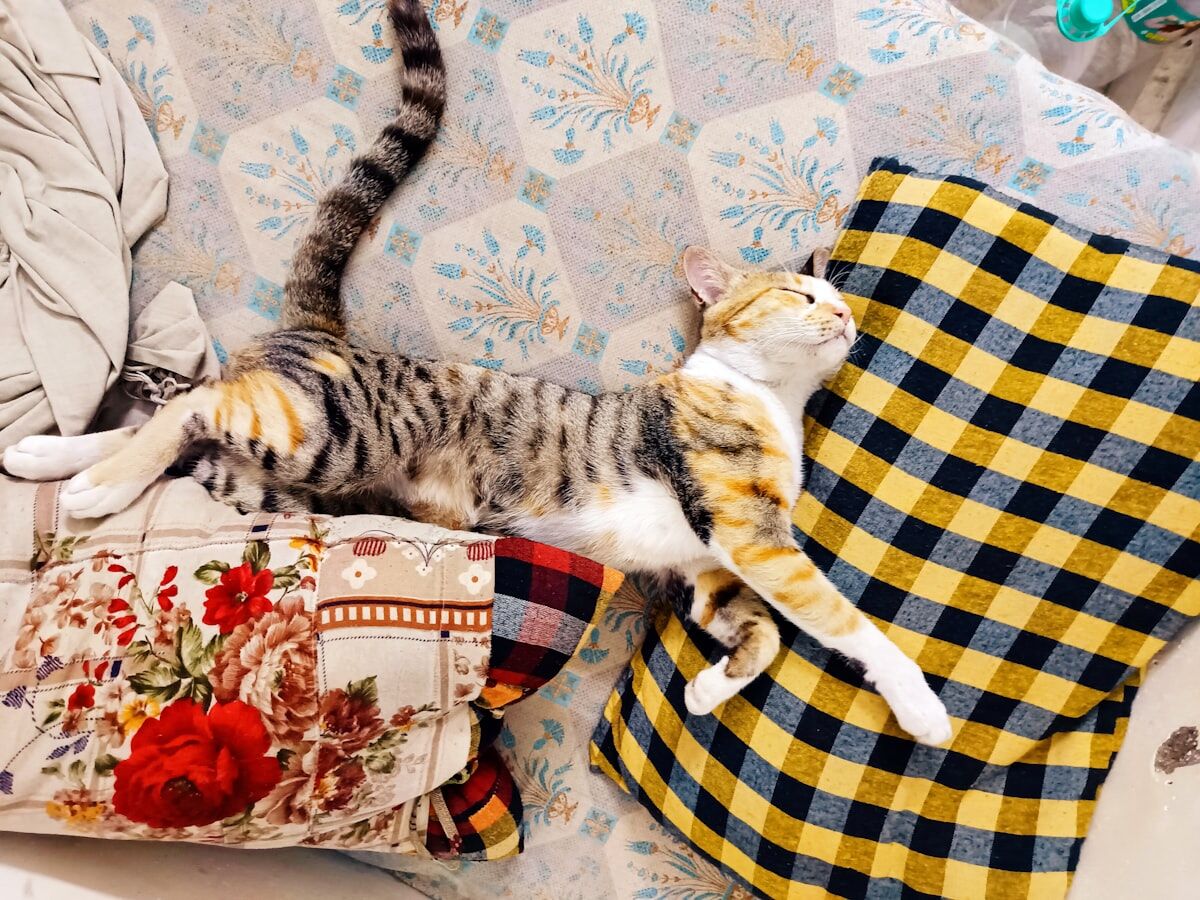 Person stretching at home - bodyweight strength workout