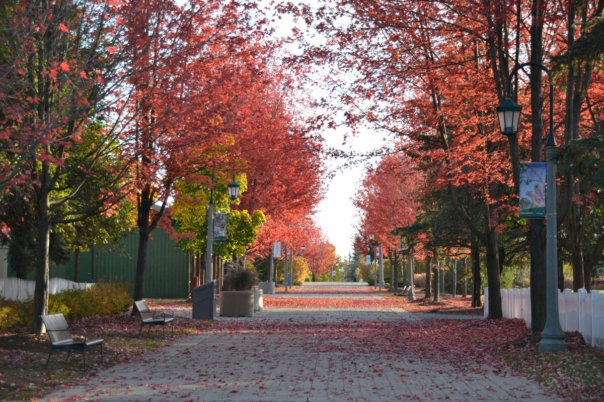 A woman enjoying an active morning walk in a sunlit green park